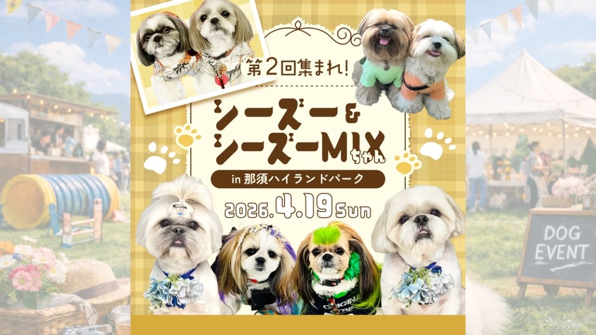 第2回 集まれ！シーズー＆シーズーMIXちゃん のサムネイル