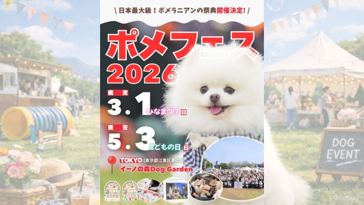 ポメラニアンフェスティバル 2026 こどもの日 のサムネイル
